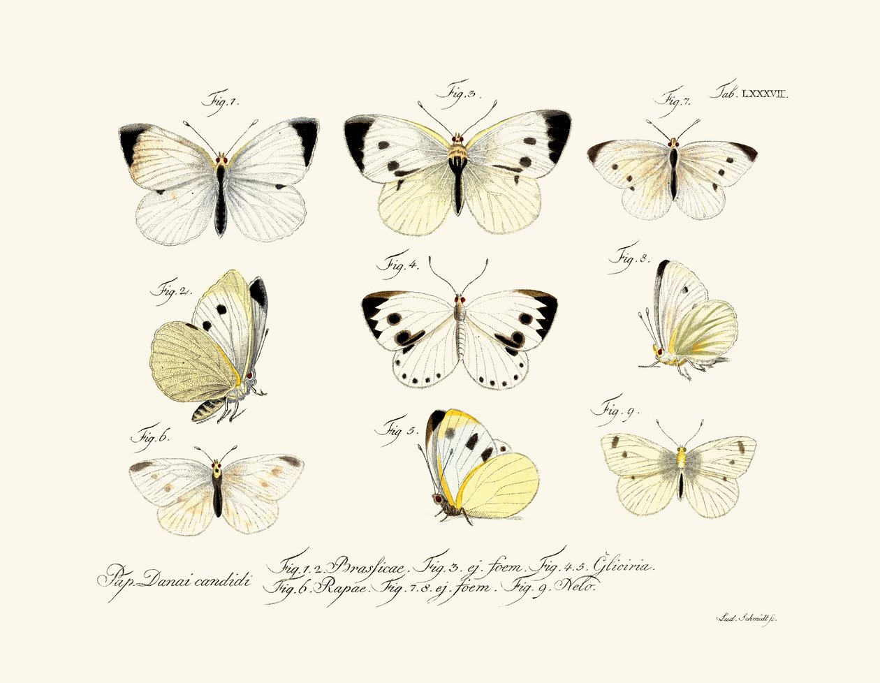 蝴蝶，1783-1806 作者 德国学校