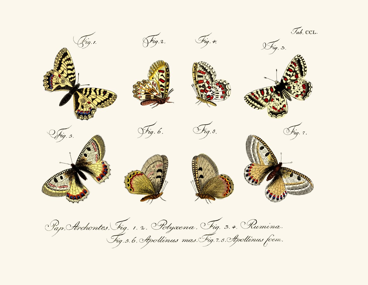 蝴蝶，1783-1806 作者 德国学校