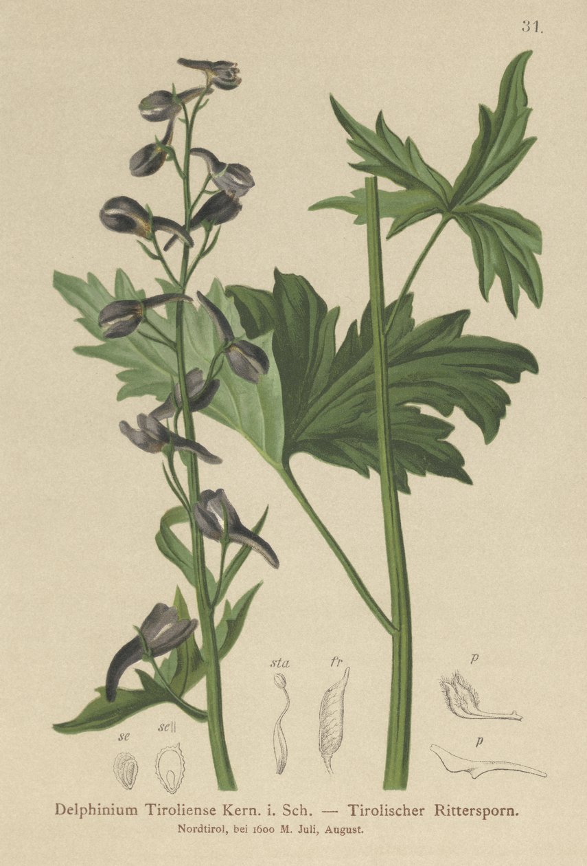 蜡烛拉克斯珀（翠雀波，飞燕草tiroliensis） 作者 德国学校