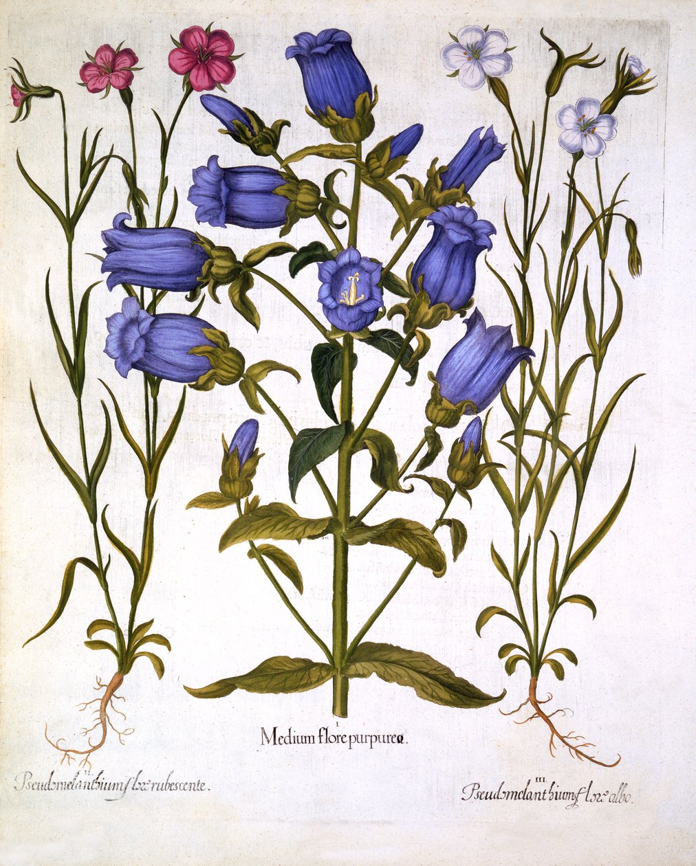 Canterbury Bells和Corn Cockles，来自Hortus Eystettensis，由Basil Besler（1561-1629），酒吧。 1613（手工彩色雕刻） 作者 德国学校
