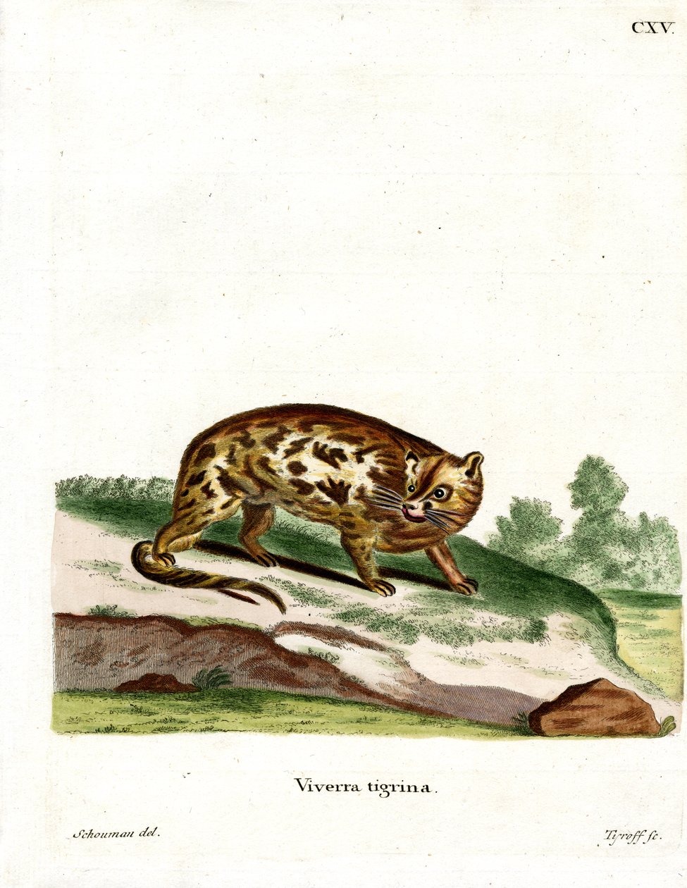 Cape Genet（彩色雕刻） 作者 德国学校