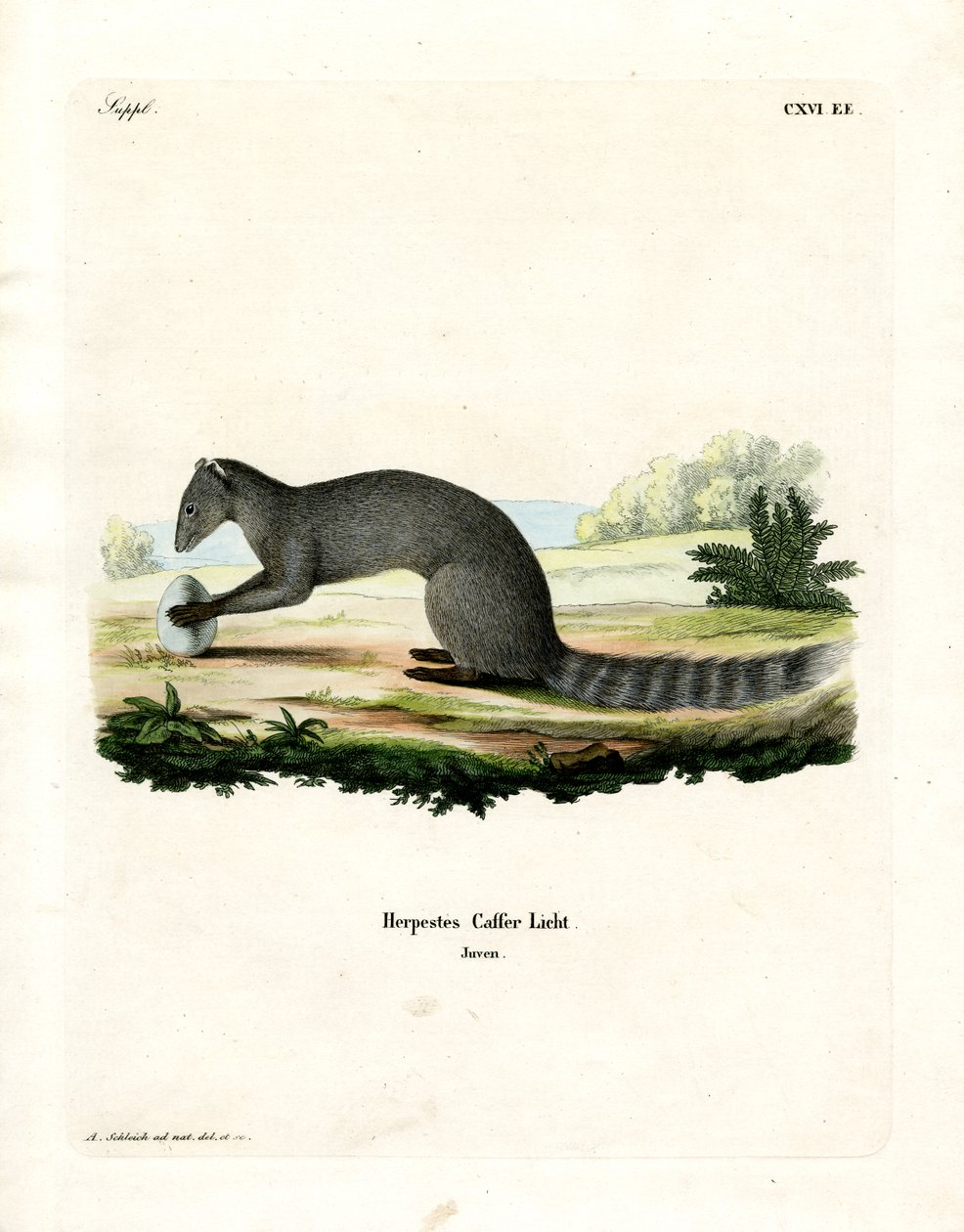 Cape Grey Mongoose（彩色雕刻） 作者 德国学校
