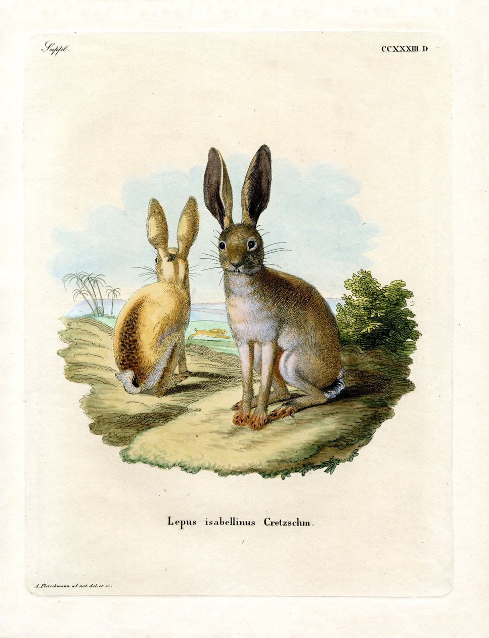 Cape Hare（彩色雕刻） 作者 德国学校