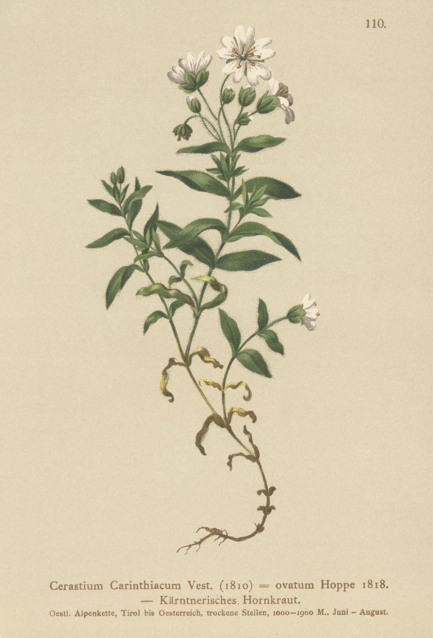 Carinthian Mouse-ear（Cerastium Carinthiacum，Cerastium ovatum） 作者 德国学校