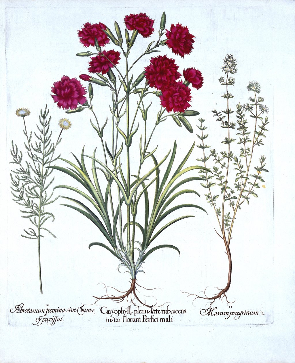 康乃馨，猫百里香和普通薰衣草棉，来自Hortus Eystettensis，由Basil Besler（1561-1629），酒吧。 1613（手工雕刻） 作者 德国学校