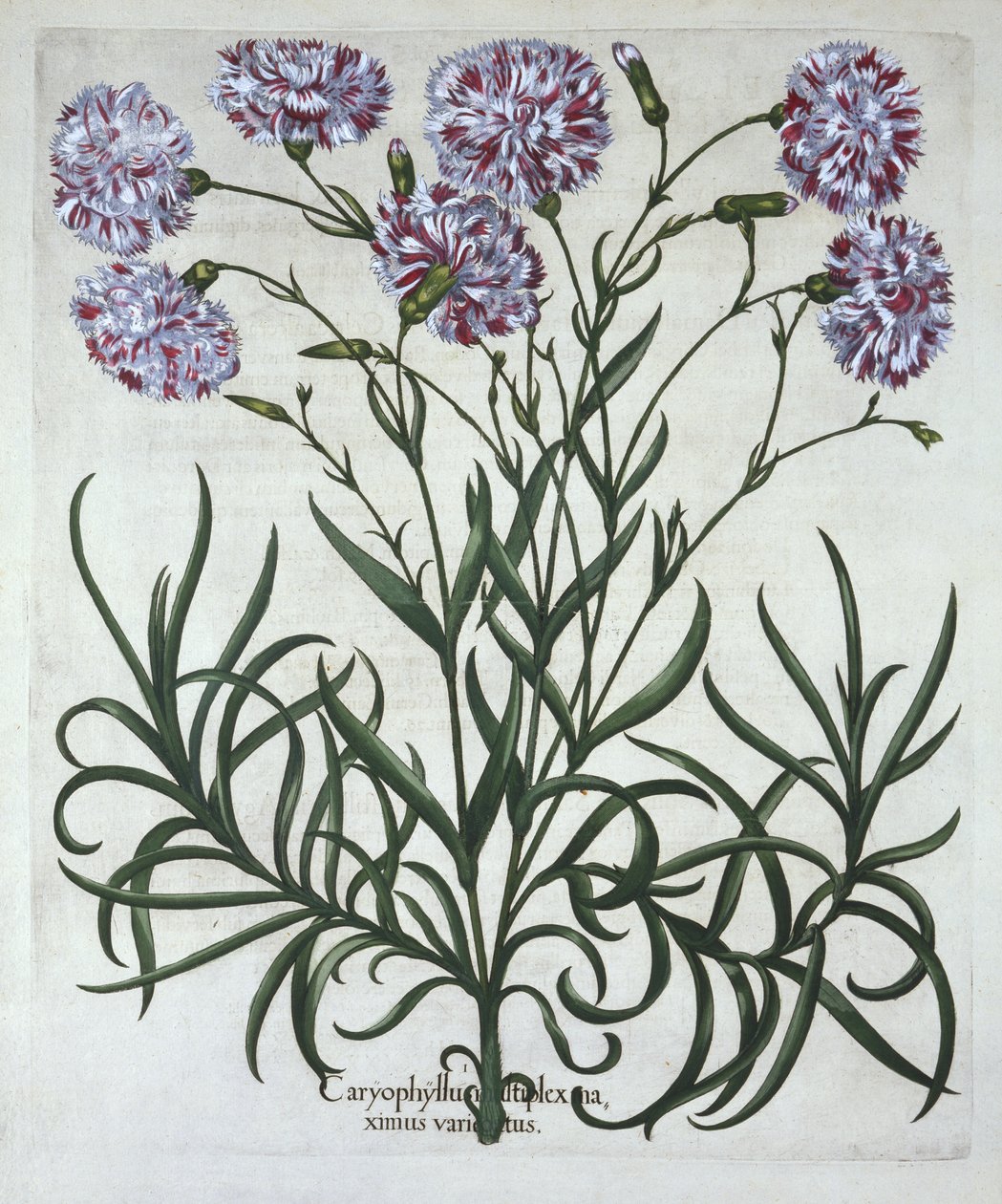 康乃馨，来自Hortus Eystettensis，由Basil Besler（1561-1629），酒吧。 1613（手工雕刻） 作者 德国学校