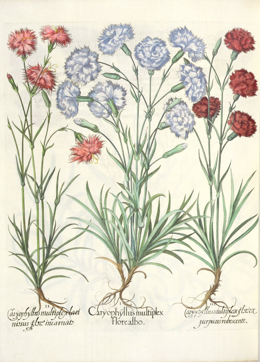 康乃馨，白色的花多1.Caryophyllus; 2.Caryophyllus多个WRAPPED盛开肉; 3.Caryophyllus多个红紫色的花，从Eystettensis蓬蒿Besler（ 作者 德国学校