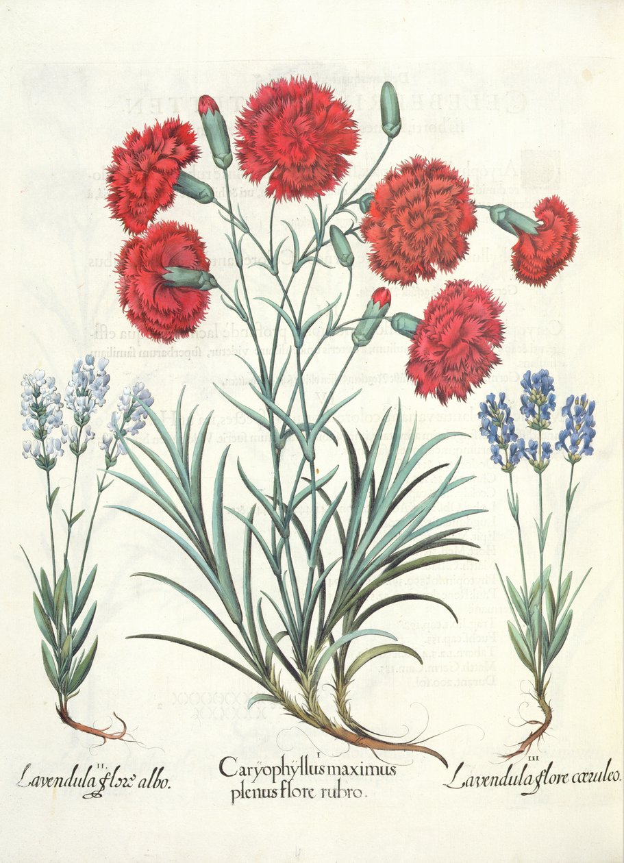 康乃馨和薰衣草：1.Caryophyllus最大盛开红色; 2.Lavandula白色鲜花。 3.Lavandula绽放蓝色，由罗勒Besler（1561年至1629年），酒馆Eystettensis。 1613 作者 德国学校