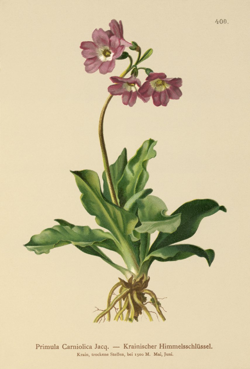 Carniolan Primrose（报春花Carniolica） 作者 德国学校
