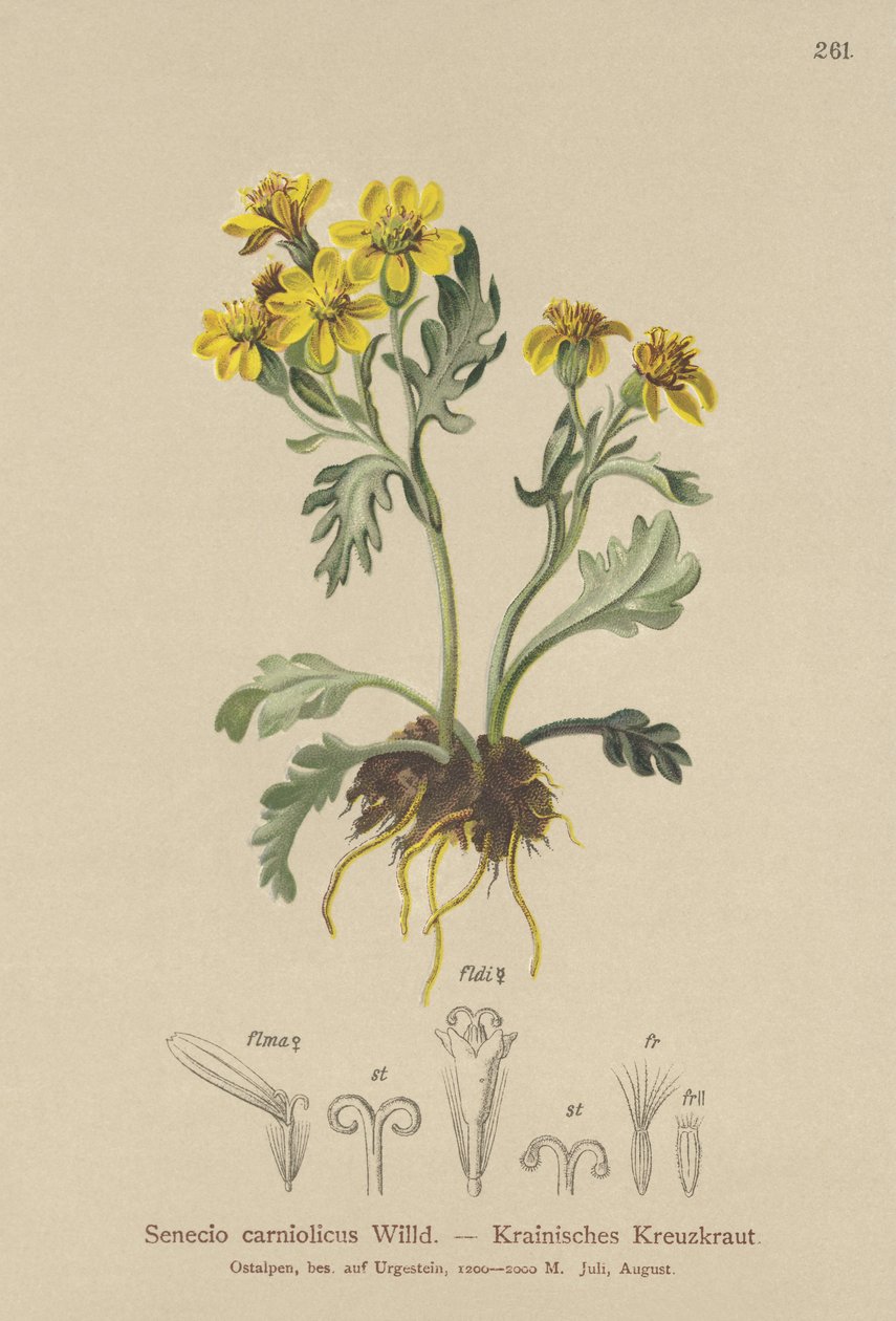 Carniolan Rogwort（Senecio carniolicus，Senecio incanus subsp.carniolicus） 作者 德国学校