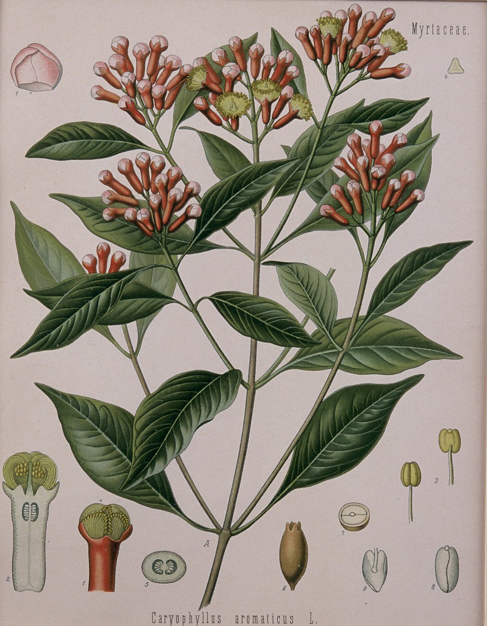 Caryophyllus Aromaticus（丁香） 作者 德国学校