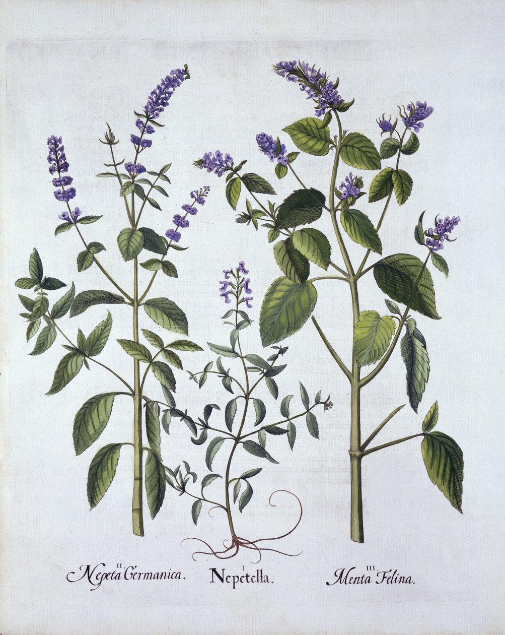 Catmintand Catnip，来自Hortus Eystettensis，由Basil Besler（1561-1629），酒吧。 1613（手工雕刻） 作者 德国学校