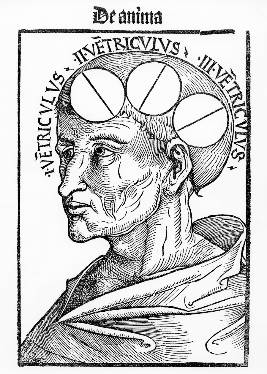 大脑的腔，来自Albertus Magnus的Philosophia Naturalis，于1506年在巴塞尔出版 作者 德国学校