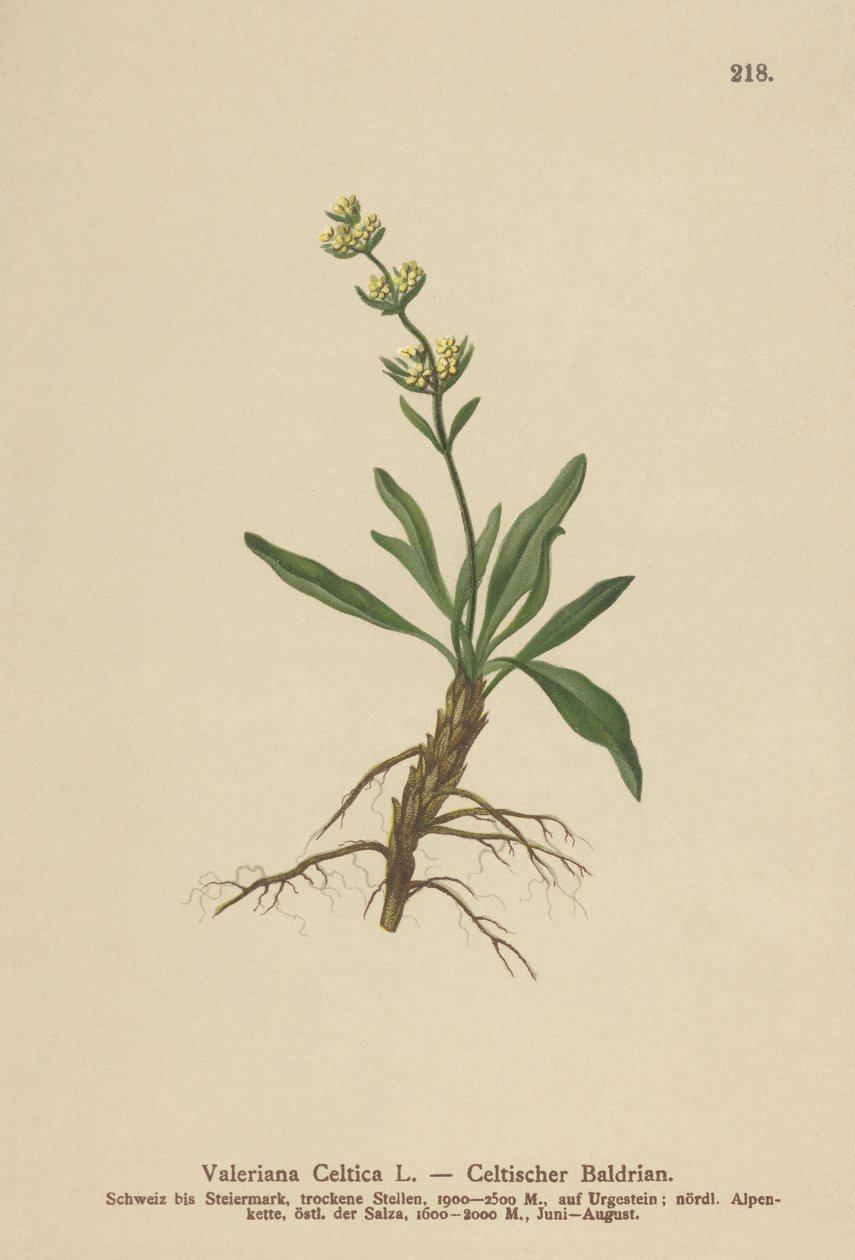 Celtic Spikenard（凯尔特人缬草） 作者 德国学校