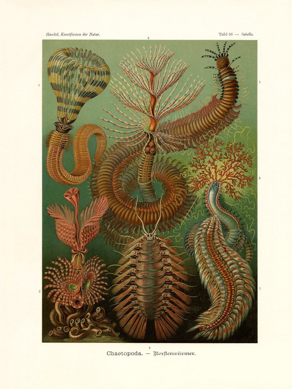 Chaetopoda，1899-1904 作者 德国学校