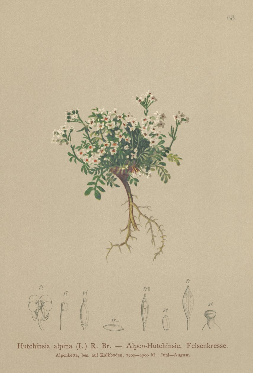 羚羊（Hutchinsia alpina，Hornungia alpina，Pritzelago alpina） 作者 德国学校