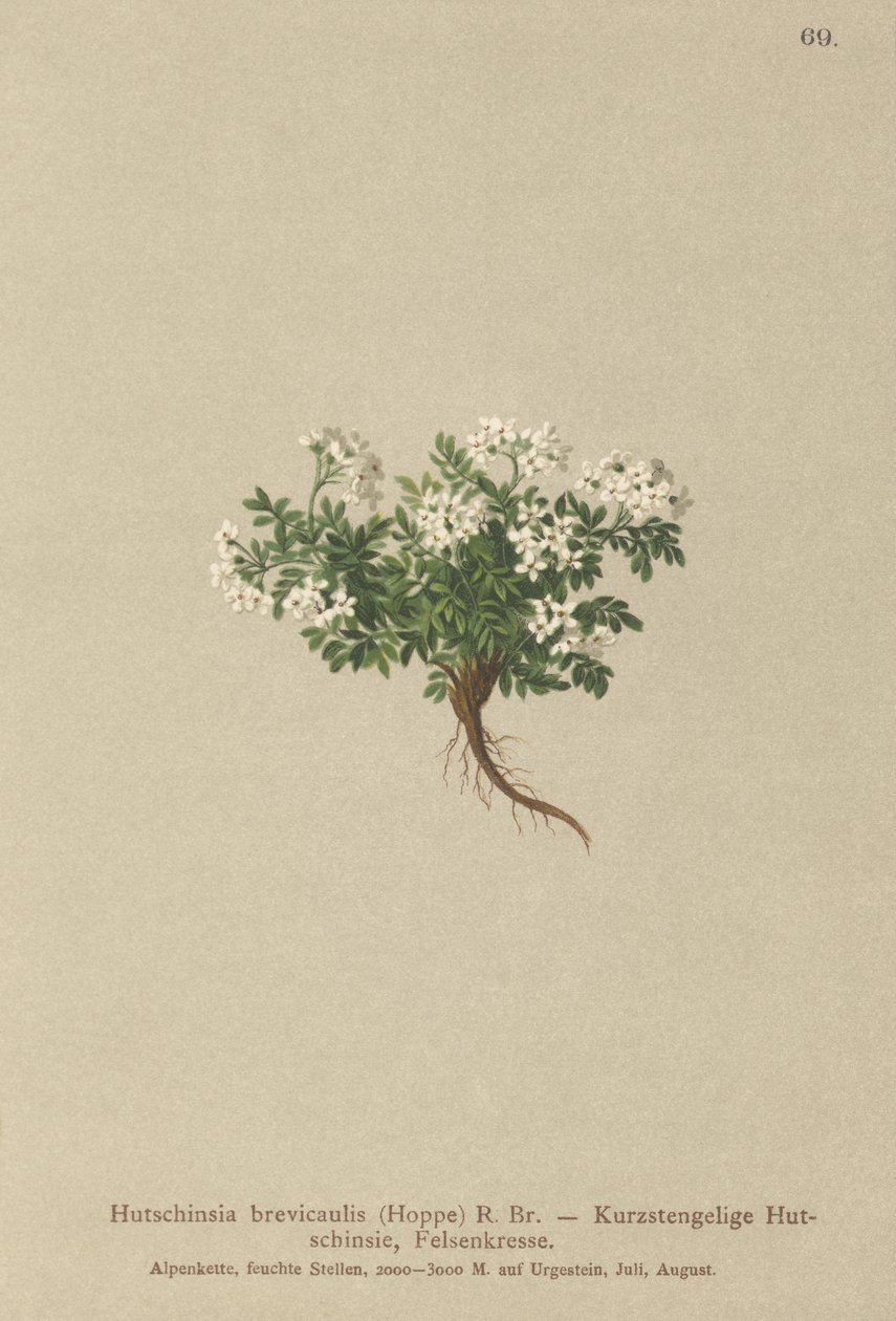 羚羊（Hutchinsia brevicaulis） 作者 德国学校