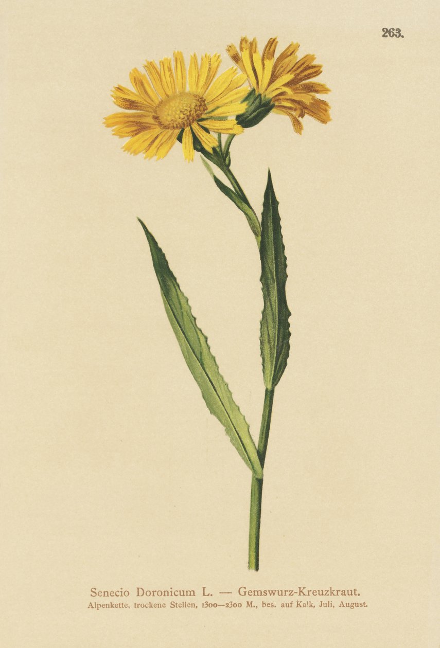 Chamois Ragwort（Senecio Doronicum） 作者 德国学校