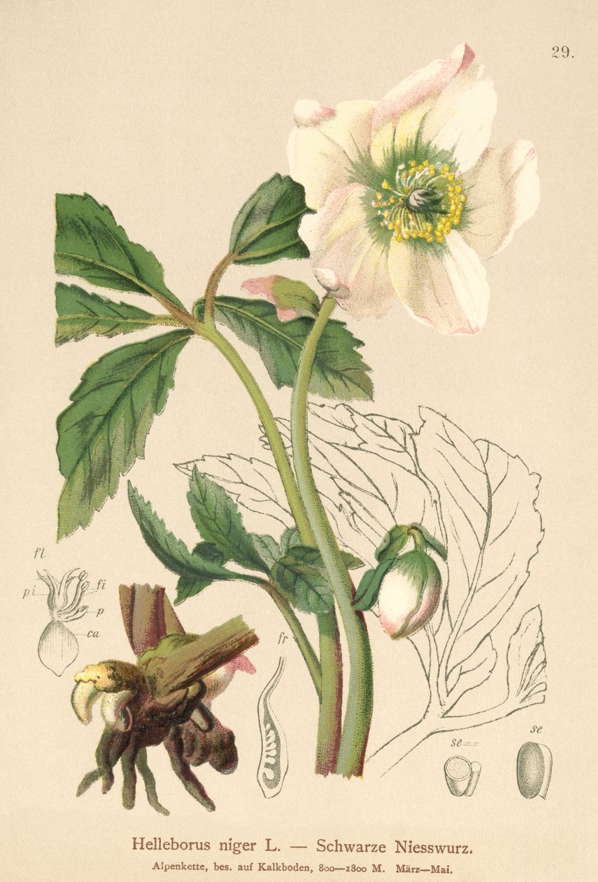 圣诞玫瑰（Helleborus niger） 作者 德国学校