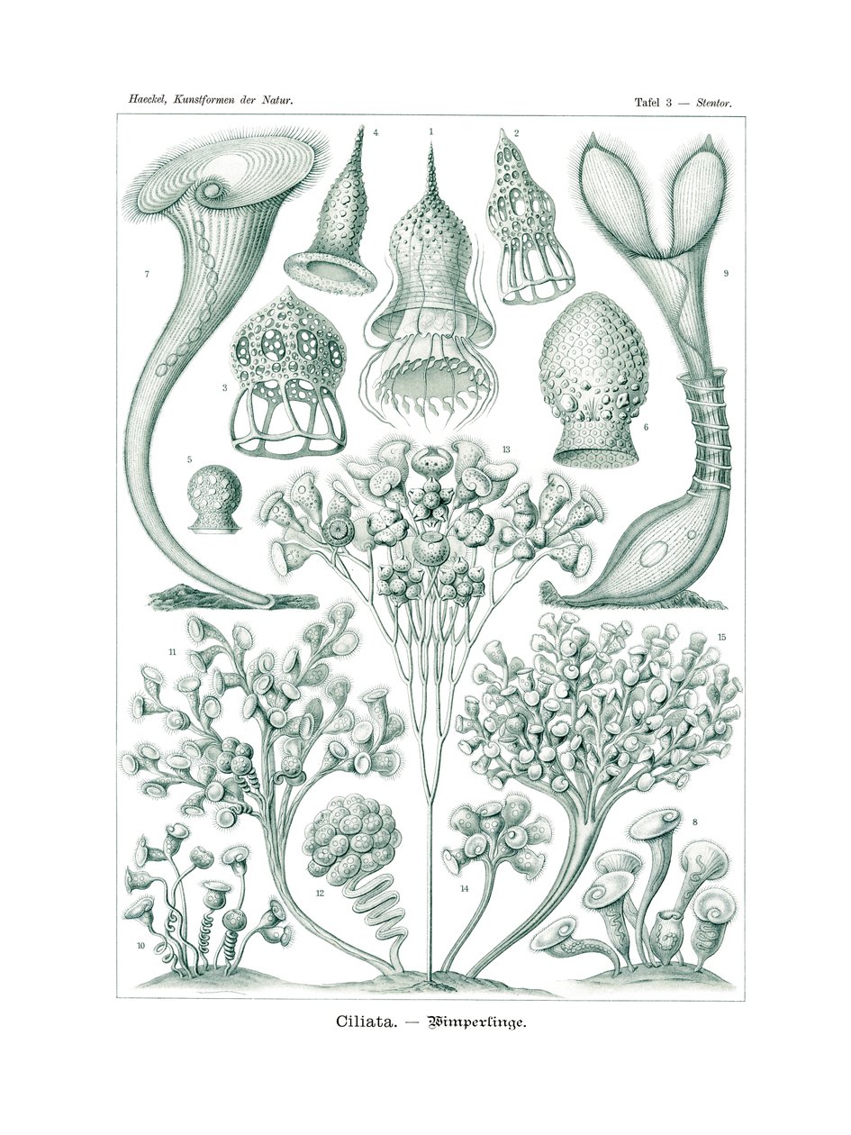 Ciliata，1899-1904 作者 德国学校