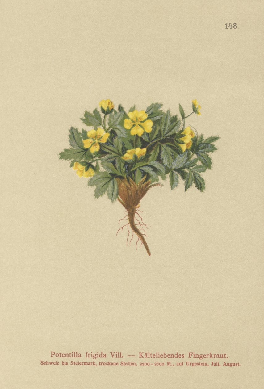 Cinquefoil（Potentilla frigida，Potentilla glacialis，Potentilla helvetica） 作者 德国学校