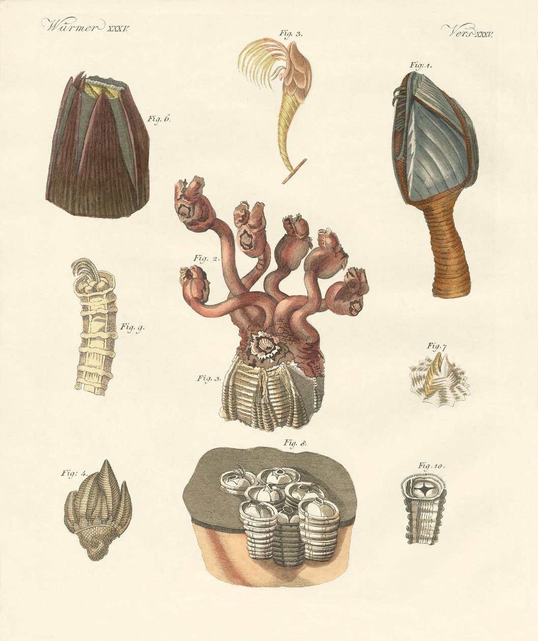 Cirrhipodas、Bristleworms 或腕足动物（彩色雕刻） 作者 德国学校