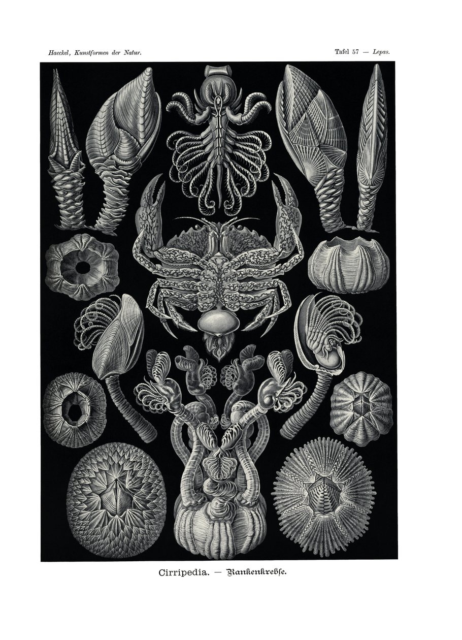 Cirripedia，1899-1904 作者 德国学校
