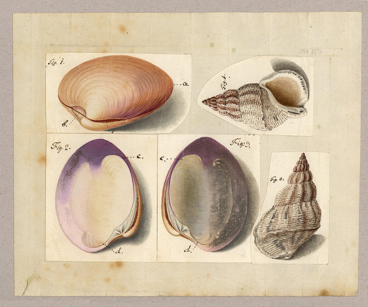 蛤蜊和海蜗牛：Venus Mercenaria Linnaei，Linnaei Buccino glacioli，1785（纸上写着） 作者 德国学校