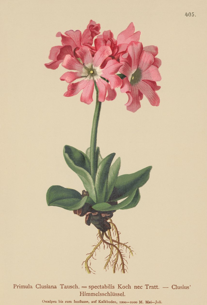 Clusiana Primrose（Primula Clusiana，Primula spectabilis） 作者 德国学校