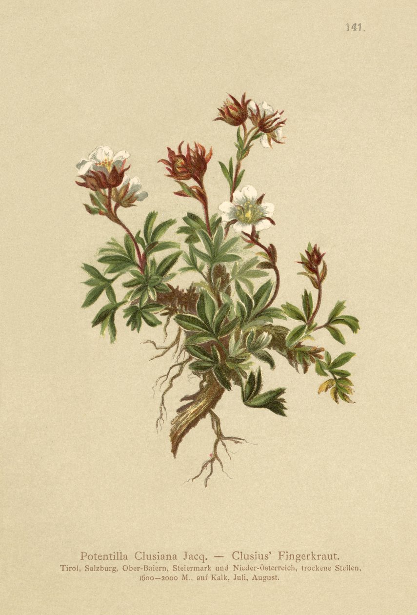 Clusius Cinquefoil（Potentilla Clusiana） 作者 德国学校