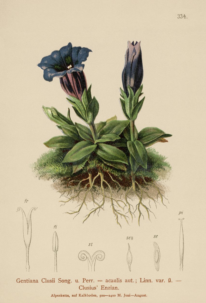 Roelvo龙胆（龙胆clusii，Geniiana acaulit） 作者 德国学校