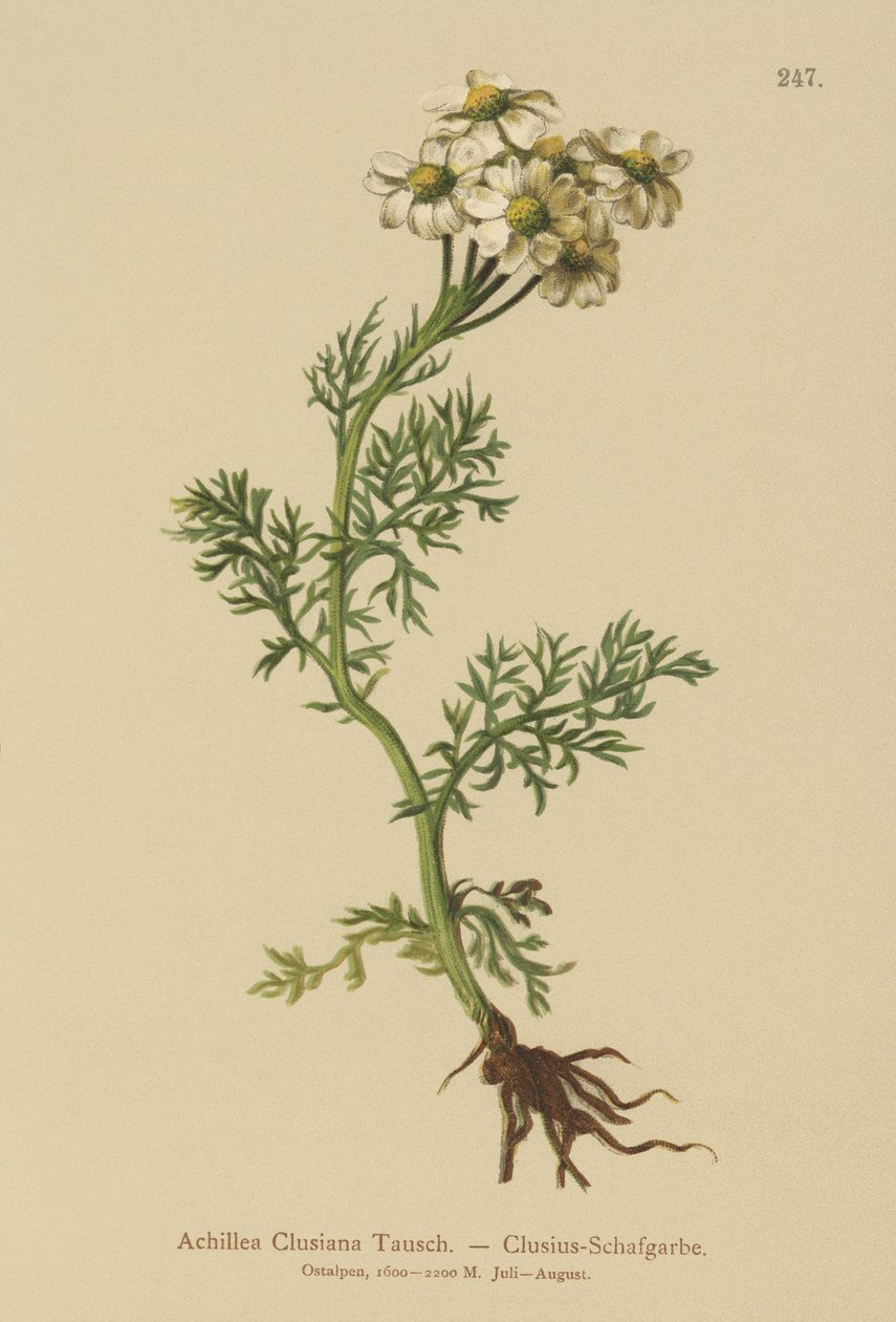 Clusius Yarrow（Achillea Clusiana，Achillea atrata ssp.clusiana） 作者 德国学校