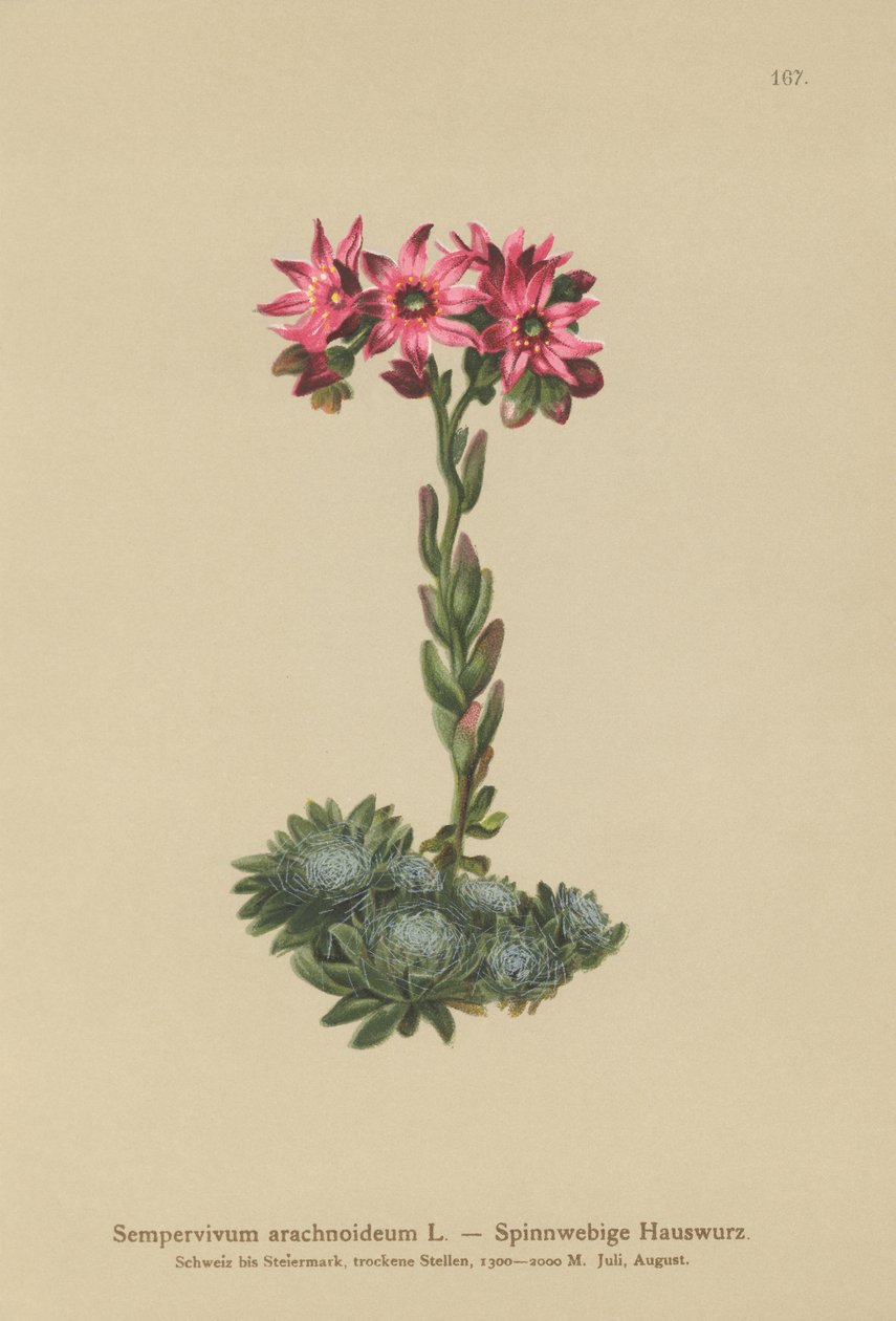 Cobweb Houseleek（Sempervivum arachnoideum，Sedum arachnoideum，Sempervivum sanguineum） 作者 德国学校