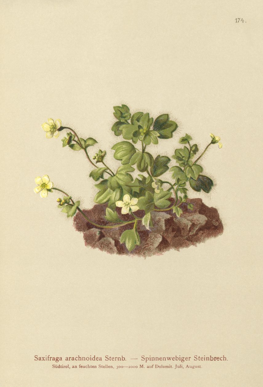 蜘蛛网Saxifrage（Saxifraga arachnoidea） 作者 德国学校