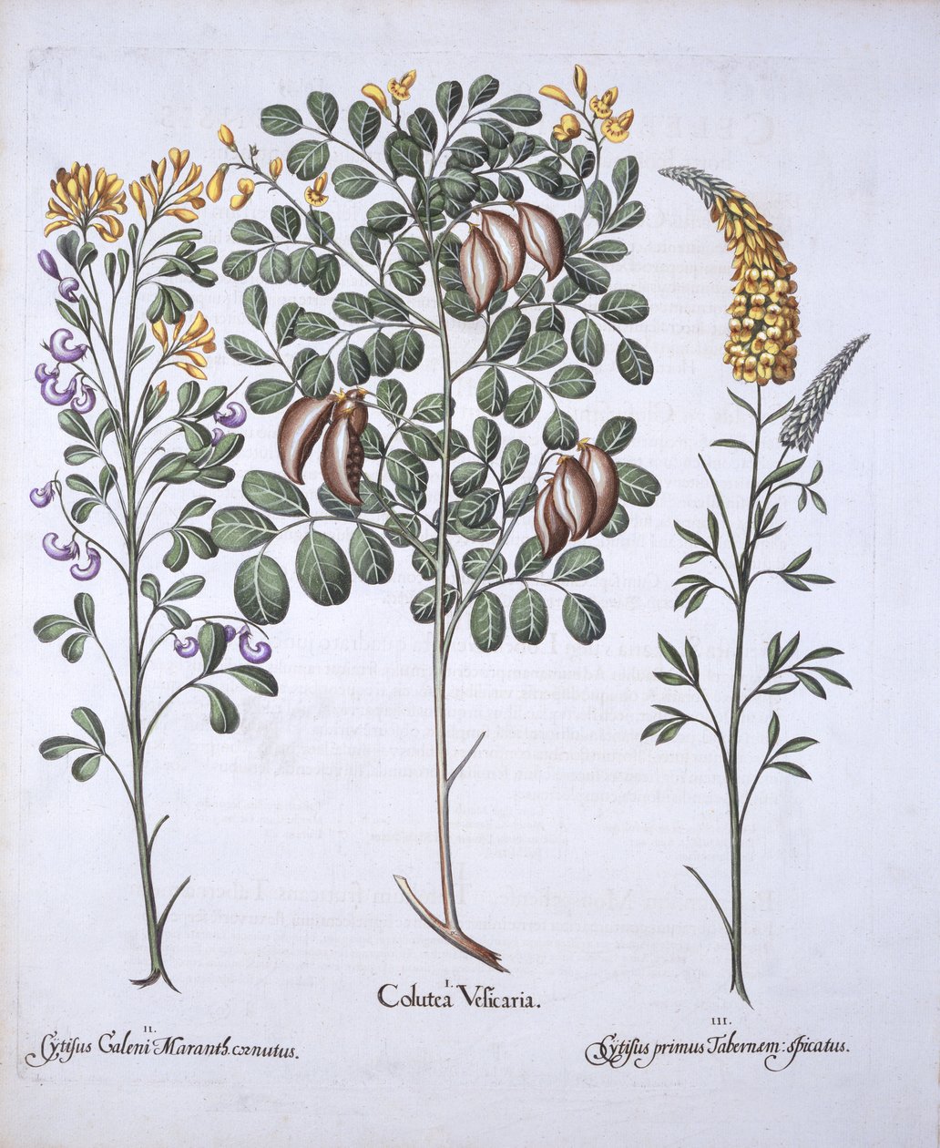 Colutea Tree和Cytisus Varieties，来自Hortus Eystettensis，由Basil Besler（1561-1629），酒吧。 1613（手工彩色雕刻） 作者 德国学校
