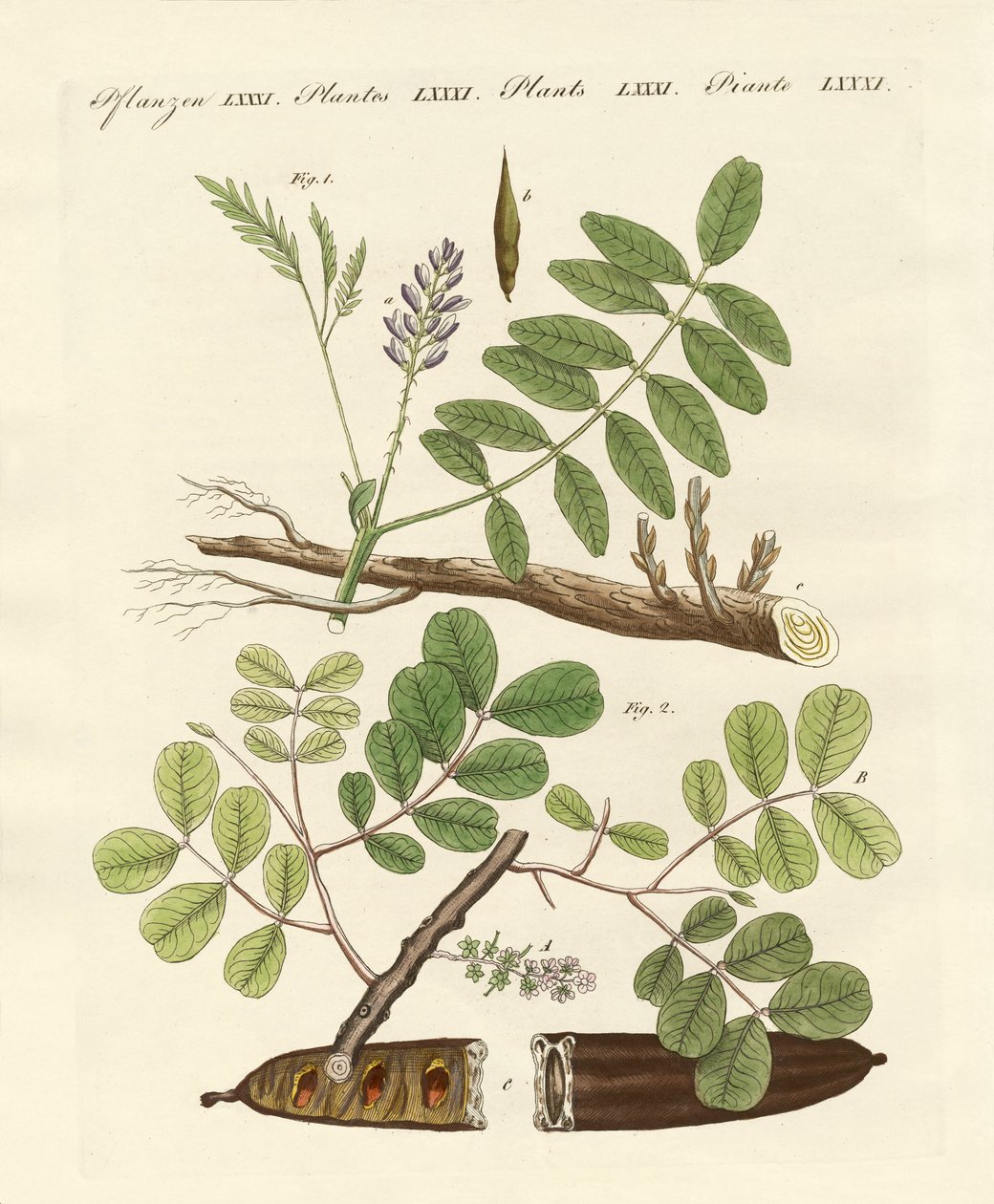 商业植物 作者 德国学校