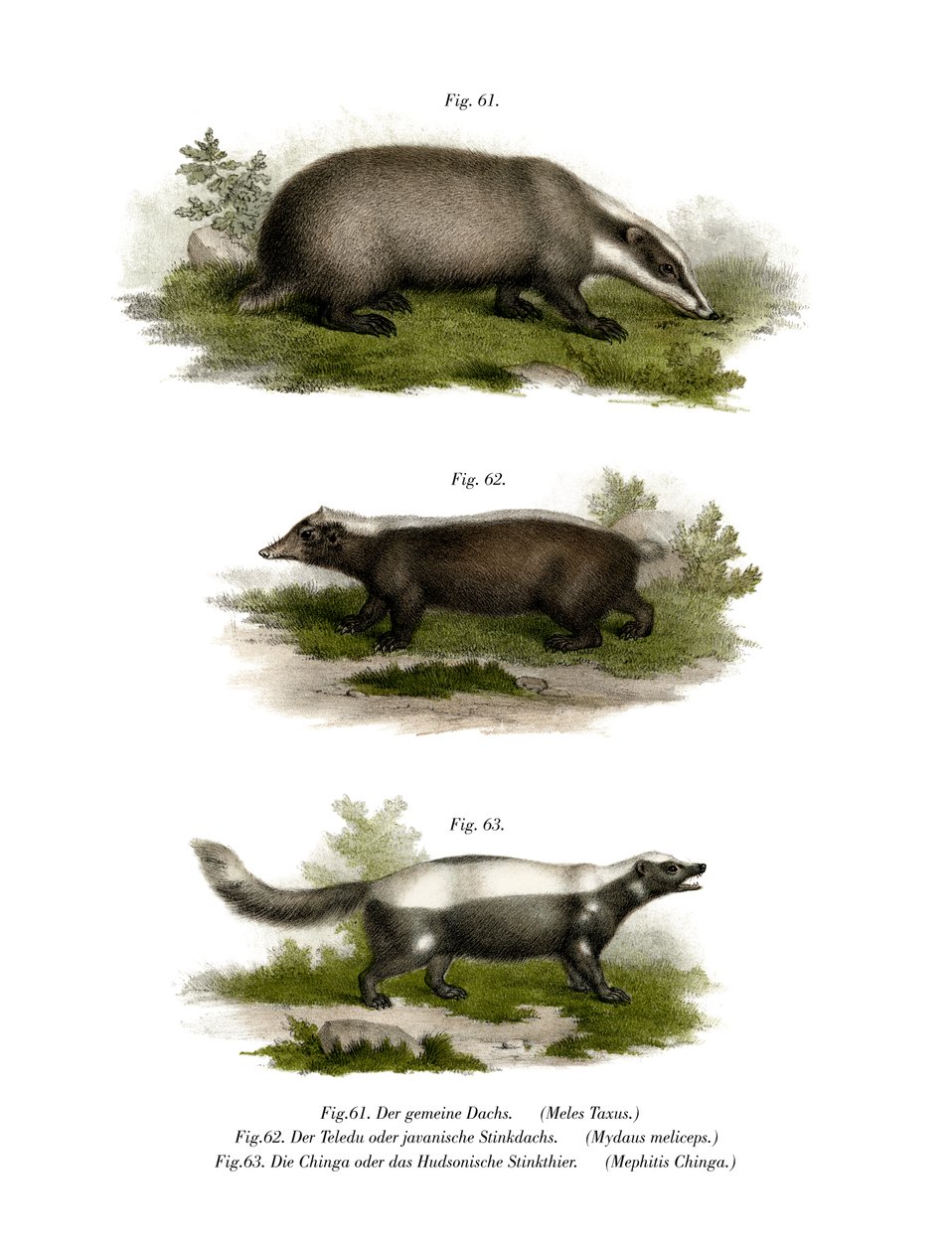 普通獾，1860年 作者 德国学校