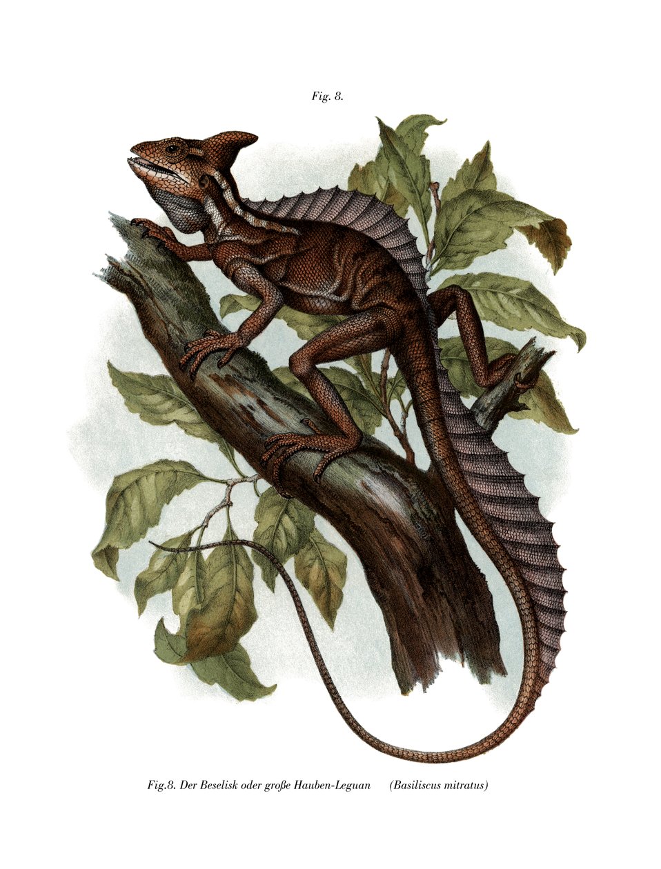 Common Basilisk (colour litho) 作者 德国学校