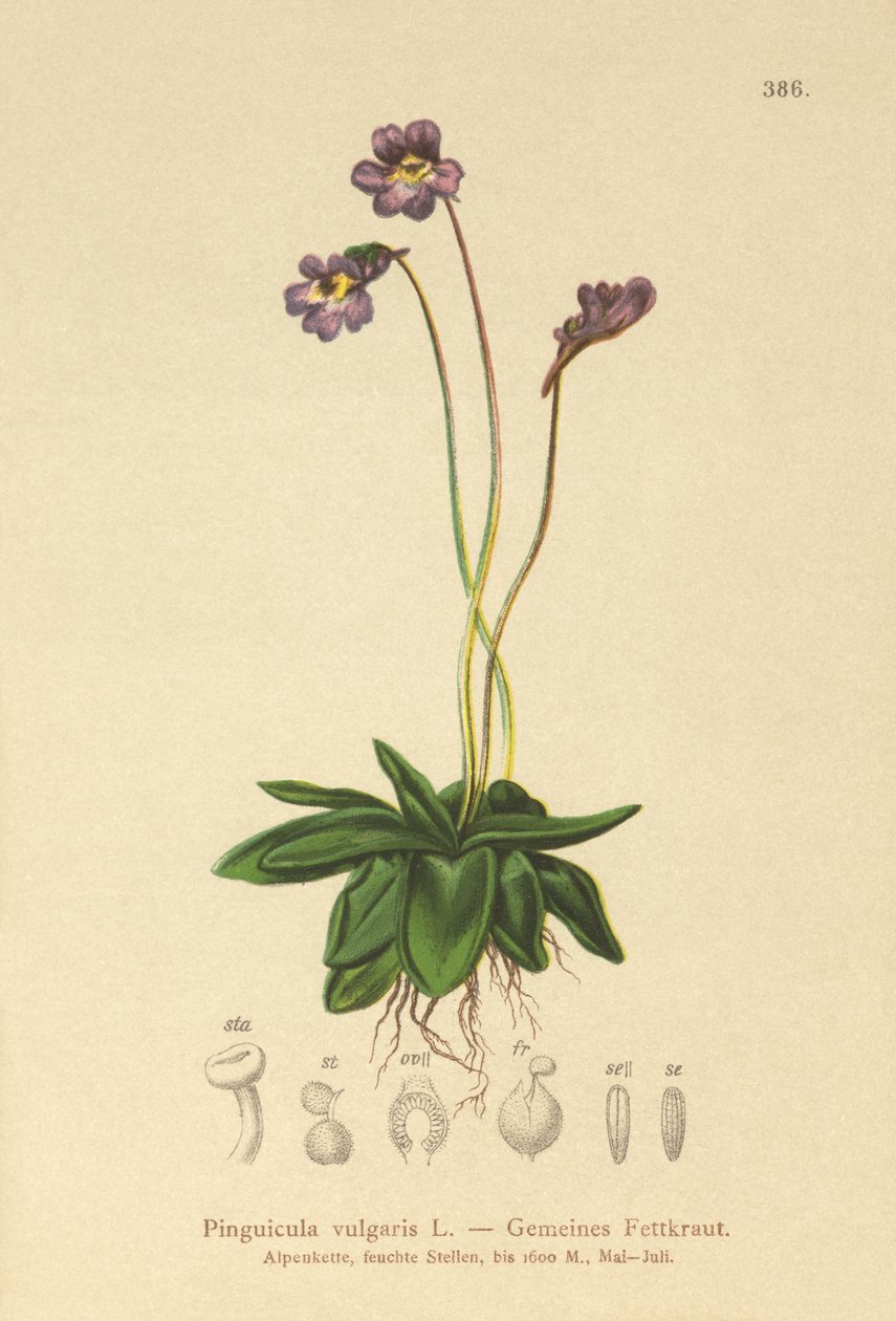 常见的Butterwort（Pinguicula vulgaris） 作者 德国学校