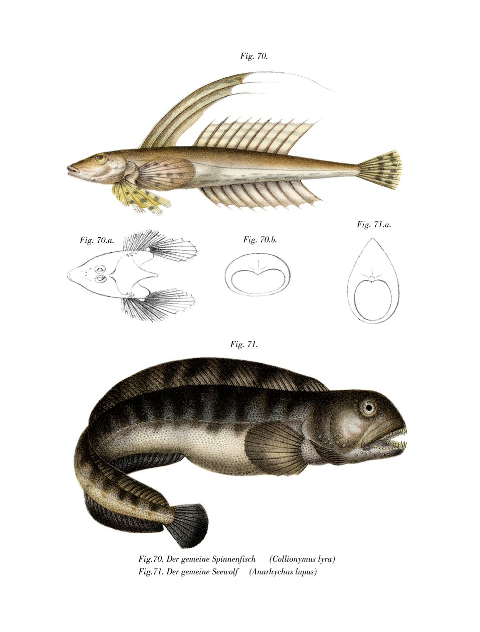 Common Dragonet（彩色石版画） 作者 德国学校