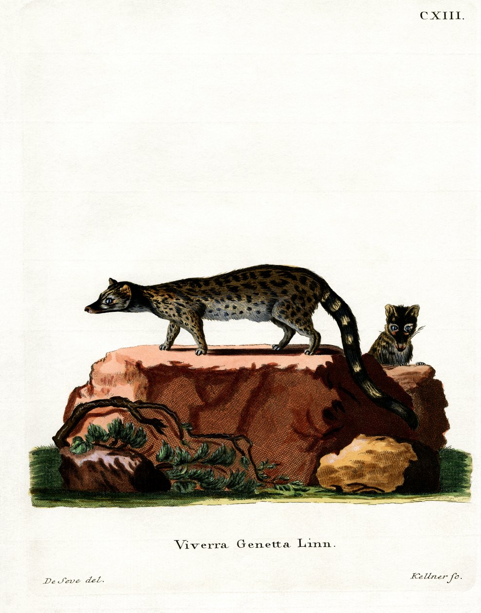Common Genet（彩色雕刻） 作者 德国学校