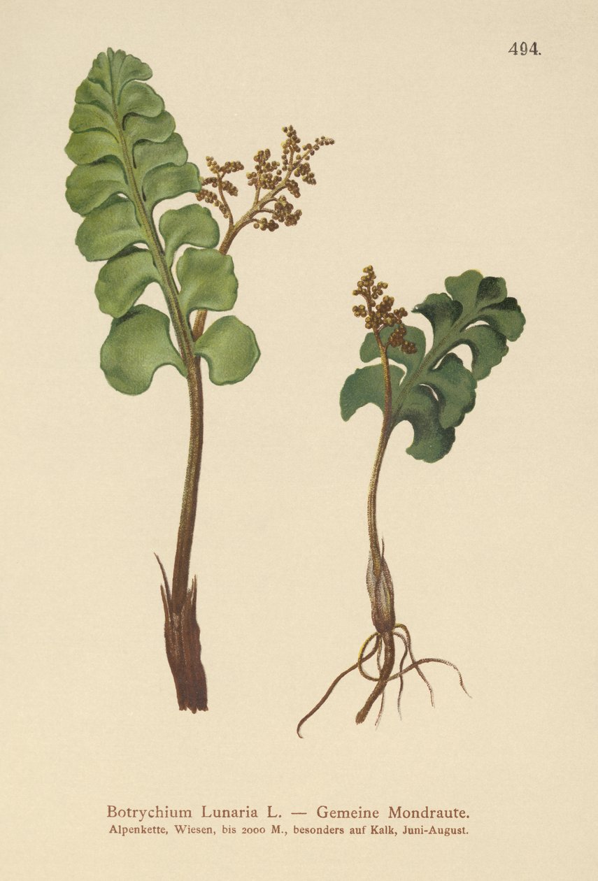 常见的月见草（Botrychium lunaria） 作者 德国学校