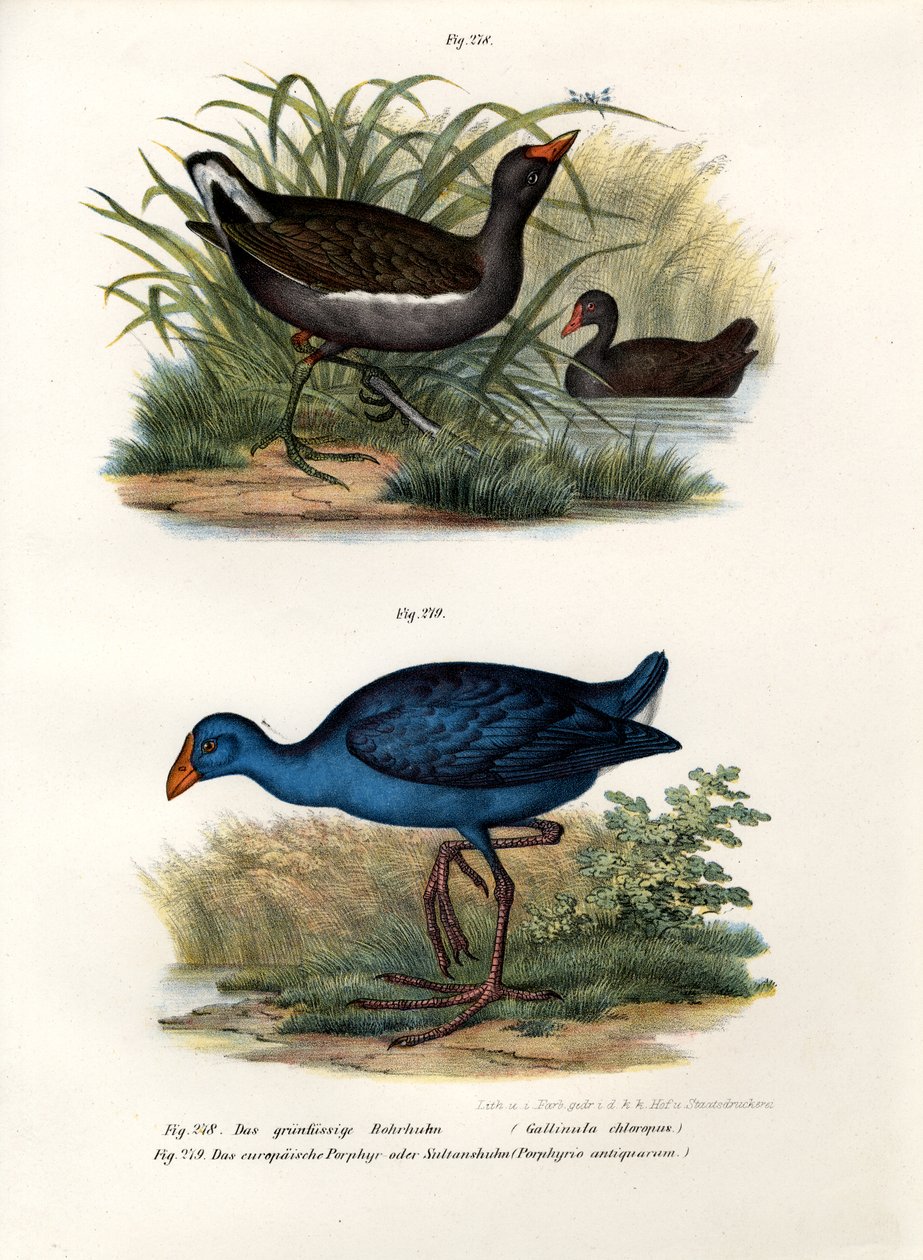 共同的Moorhen，1864 作者 德国学校