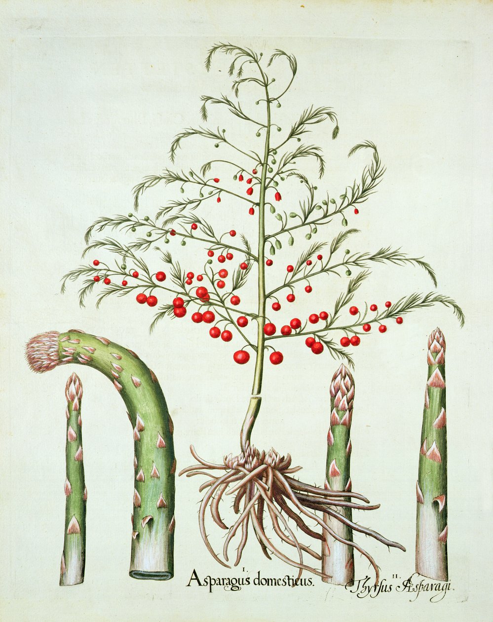 花和果实中的常见芦笋，来自Basil Besler（1561-1629）的Hortus Eystettensis，酒吧。 1613（手工彩色雕刻） 作者 德国学校