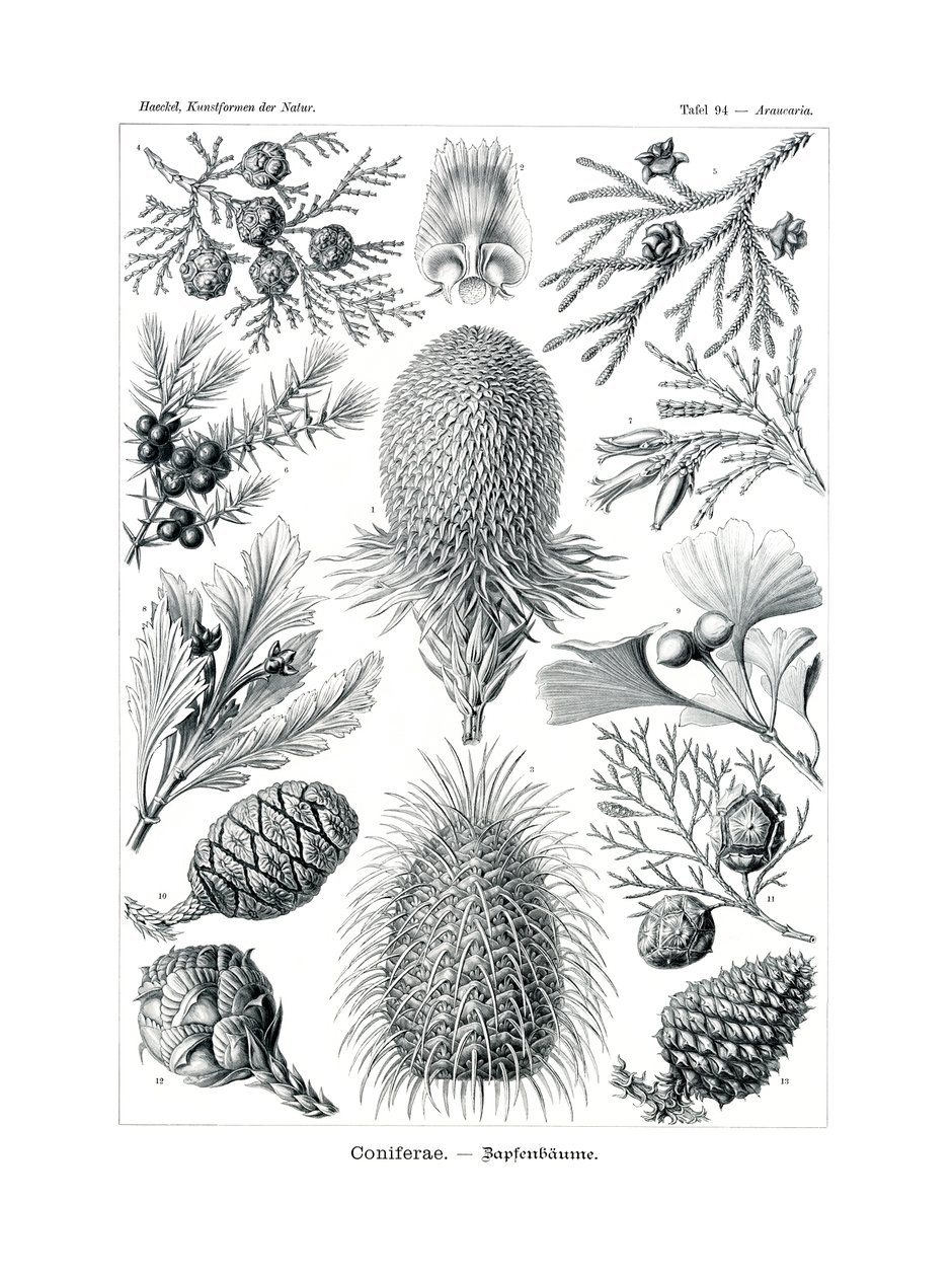 Coniferae，1899-1904 作者 德国学校