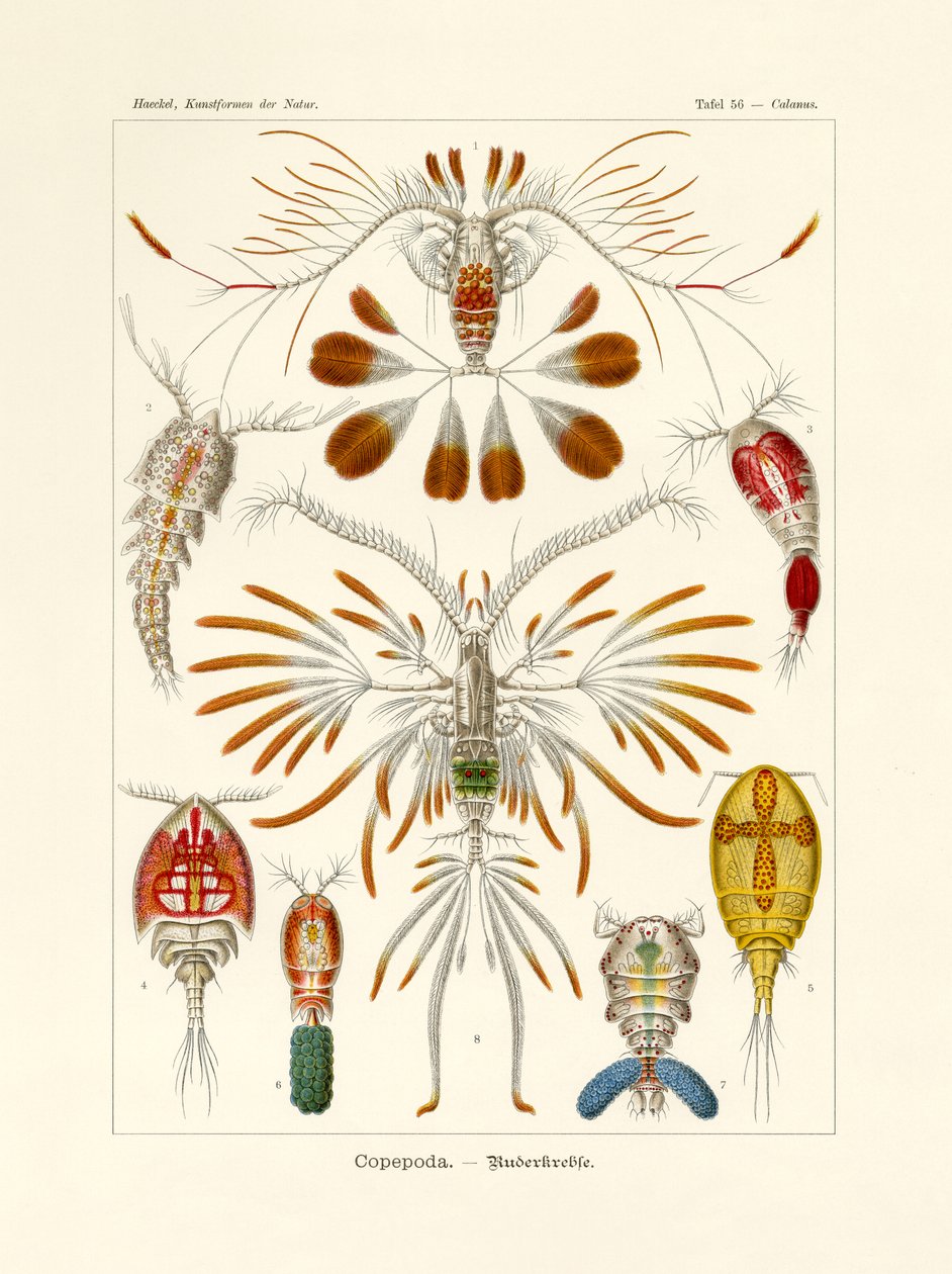 桡足类，1899-1904 作者 德国学校