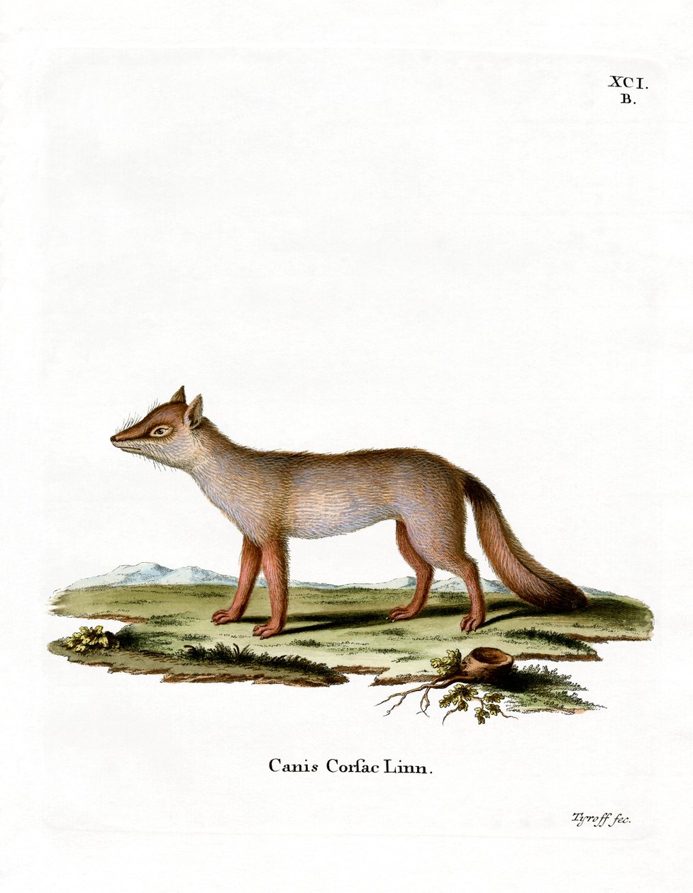 Corsac Fox（彩色雕刻） 作者 德国学校