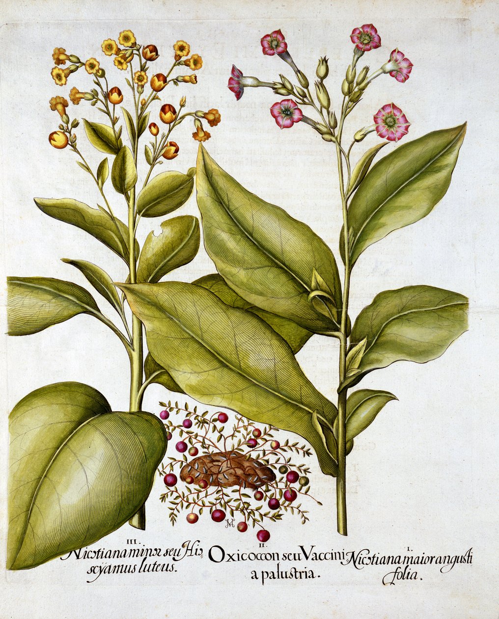 蔓越莓和开花烟草，来自Hortus Eystettensis，由Basil Besler（1561-1629），酒吧。 1613（手工雕刻） 作者 德国学校