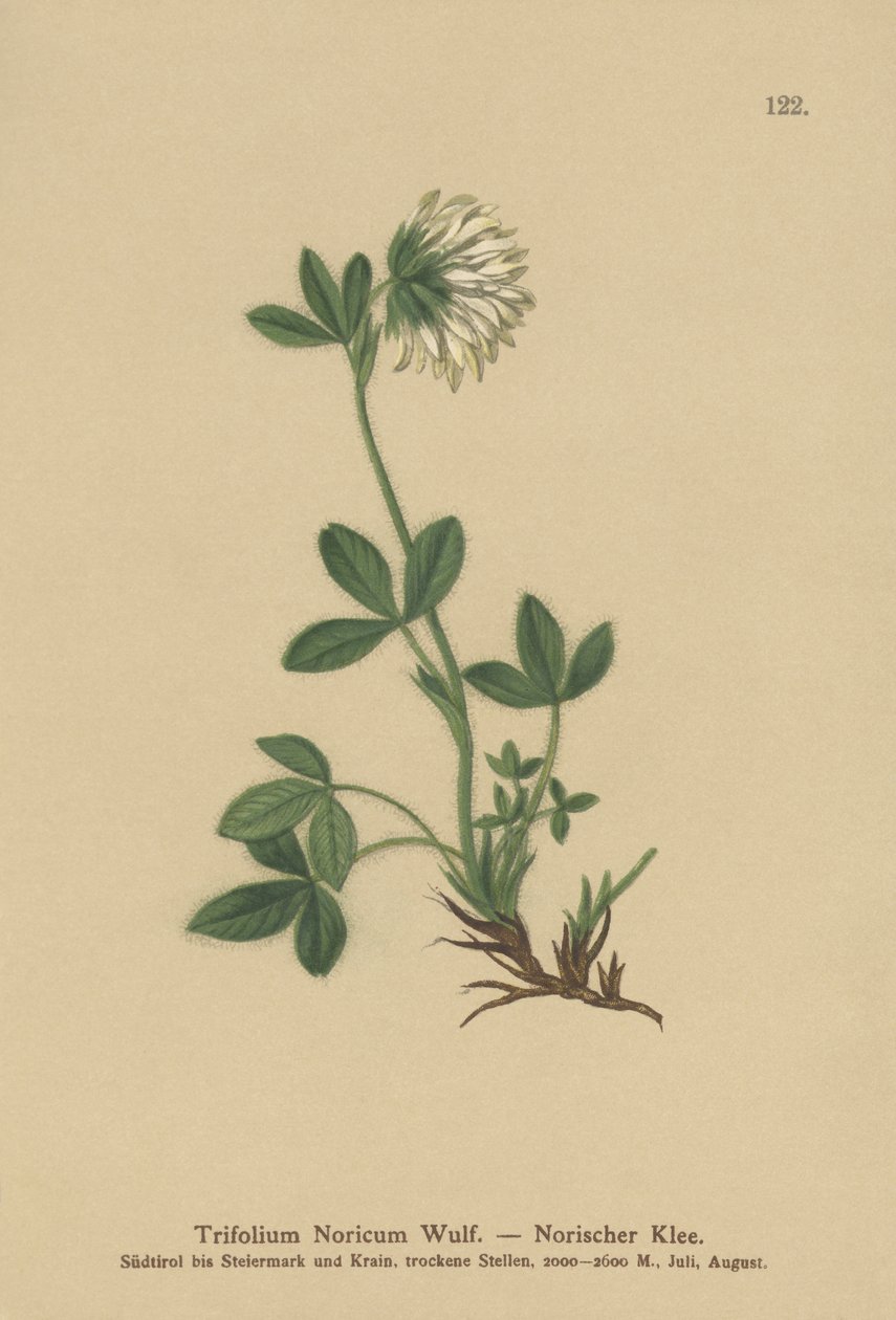 奶油三叶草（Trifolium Noricum） 作者 德国学校