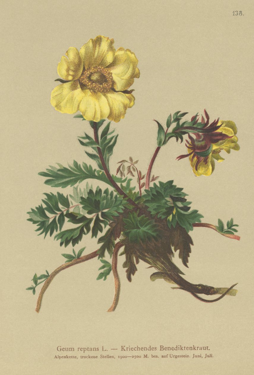 Creeping Avens（Geum reptans） 作者 德国学校